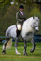 Grey Yorkshire Dales gelding (Equus caballus) and rider at Glanusk Estate, Wales, UK