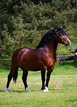 Welsh Cob stallion (Equus caballus) shown in hand at Glanusk Estate, Wales, UK
