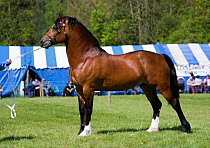 Welsh Cob stallion shown in hand at Glanusk Estate, Wales, UK