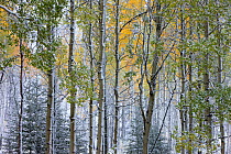 Autumn colours of the Aspen trees (Populus tremula) in the snow, near Muleshoe, Bow Valley Parkway, Banff National Park, Alberta, Canada. October 2009