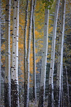 Autumn colours of the Aspen trees (Populus tremula) in the snow, near Muleshoe, Bow Valley Parkway, Banff National Park, Alberta, Canada. October 2009
