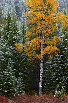 Autumn colours of the Aspen trees (Populus tremula) and conifers in the snow, near Muleshoe, Bow Valley Parkway, Banff National Park, Alberta, Canada. October 2009
