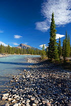 The Athabasca River at Otto's Cache, Jasper National Park, Alberta, Canada. September 2009