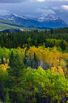 Autumn colours near Patricia Lake, Jasper National Park, Alberta, Canada. September 2009