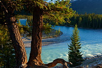 Pine trees by the Athabasca River near Jasper, Jasper National Park, Alberta, Canada. September 2009