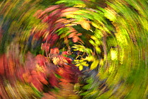 Circular motion blur on the autumn colours, Jasper National Park, Alberta, Canada. September 2009