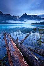 Emerald Lake at dawn with fallen pine tree in water, and the peaks of the President Range beyond, Yoho National Park, British Columbia, Canada. September 2009