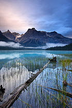 Emerald Lake at dawn with fallen pine trees in water,and the peaks of the President Range beyond, Yoho National Park, British Columbia, Canada. September 2009