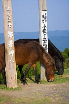 Two wild Misaki-uma (Equus ferus caballus) mares grazing at the entrance of the Cape Toi Reserve, Miyazaki Prefecture, Kyushu Island, Japan