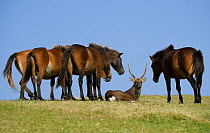 A Sika deer stag rests among a band of Misaki-uma horses (Equus ferus caballus) in the Cape Toi Reserve, Miyazaki Prefecture, Kyushu Island, Japan.