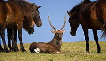 A Sika deer stag rests among a band of wild Misaki-uma horses (Equus ferus caballus) in the Cape Toi Reserve, Miyazaki Prefecture, Kyushu Island, Japan.
