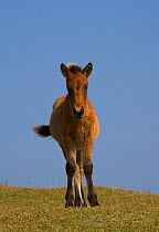 Portrait of a wild Misaki-uma colt foal (Equus ferus caballus) Cape Toi Reserve, Miyazaki Prefecture, Kyushu Island, Japan.