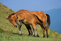 A wild Misaki-uma foal (Equus ferus caballus) suckling his mother in the Cape Toi Reserve, Miyazaki Prefecture, Kyushu Island, Japan.