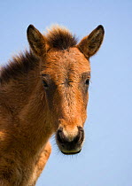 Head portrait of a wild Misaki-uma colt foal (Equus ferus caballus) in the Cape Toi Reserve, Miyazaki Prefecture, Kyushu Island, Japan.
