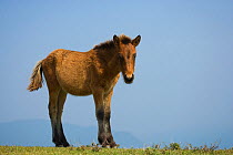 A wild Misaki-uma colt foal (Equus ferus caballus) standing in grasslansd, Cape Toi Reserve, Miyazaki Prefecture, Kyushu Island, Japan.