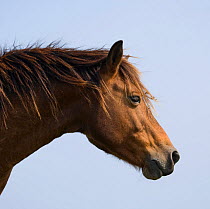 Head portrait of a wild Misaki-uma stallion (Equus ferus caballus) in the Cape Toi Reserve, Miyazaki Prefecture, Kyushu Island, Japan.