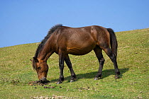 A wild Misaki-uma stallion (Equus ferus caballus)smells a dung pile, in the Cape Toi Reserve, Miyazaki Prefecture, Kyushu Island, Japan.