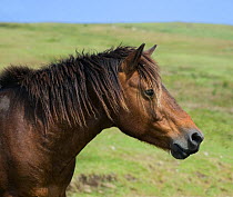 Head portrait of a wild Misaki-uma breeding stallion (Equus ferus caballus) in the Cape Toi Reserve, Miyazaki Prefecture, Kyushu Island, Japan.