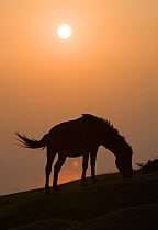 A wild Misaki-uma filly (Equus ferus caballus) silhouetted grazing over the Shibushi Bay, Cape Toi Reserve, Miyazaki Prefecture, Kyushu Island, Japan.