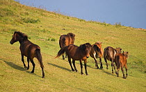 Two wild Misaki-uma breeding stallions (Equus ferus caballus) in a territorial confrontation. Defending male (centre) stands between band of females and challenging male. Cape Toi Reserve, Miyazaki Pr...