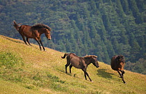 A wild Misaki-uma breeding stallion (right) brings back one of his mares to his band while another breeding stallion (left) charges him away, in the Cape Toi Reserve, Miyazaki Prefecture, Kyushu Islan...