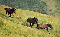 A wild Misaki-uma breeding stallion (centre) brings back a mare to his band while another breeding stallion (left) charges him away, in the Cape Toi Reserve, Miyazaki Prefecture, Kyushu Island, Japan.