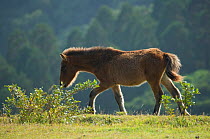 A wild Misaki-uma colt (Equus ferus caballus) walks in grassland, in the Cape Toi Reserve, Miyazaki Prefecture, Kyushu Island, Japan.