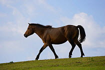 A wild Misaki-uma breeding stallion (Equus ferus caballus) walking in grassland, in the Cape Toi Reserve, Miyazaki Prefecture, Kyushu Island, Japan.