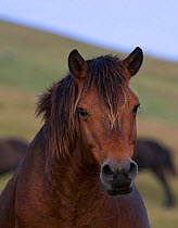 Head portrait of a wild Misaki-uma breeding stallion (Equus ferus caballus) Cape Toi Reserve, Miyazaki Prefecture, Kyushu Island, Japan.