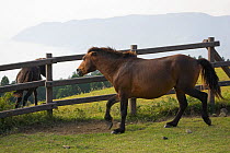 A wild Misaki-uma breeding stallion (Equus ferus caballus) charges away a young bachelor stallion, Cape Toi Reserve, Miyazaki Prefecture, Kyushu Island, Japan.