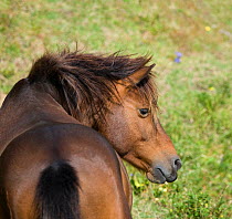 Rear view of a wild Misaki-uma breeding stallion (Equus ferus caballus) in the Cape Toi Reserve, Miyazaki Prefecture, Kyushu Island, Japan.