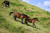 A wild Misaki-uma breeding stallion  (Equus ferus caballus) bites one of his young mares who was wandering too far away from the band, in the Cape Toi Reserve, Miyazaki Prefecture, Kyushu Island, Japa...