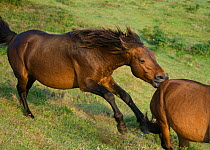 A wild Misaki-uma breeding stallion (Equus ferus caballus) bites away a bachelor stallion, in the Cape Toi Reserve, Miyazaki Prefecture, Kyushu Island, Japan.