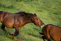 A wild Misaki-uma breeding stallion bites away a bachelor stallion, in the Cape Toi Reserve, Miyazaki Prefecture, Kyushu Island, Japan.