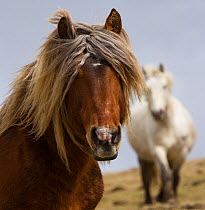 Head portrait of a Classic pony stallion (Equus caballus) and one of his mares, in Auvergne, France.