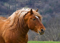 Head portrait of a Comtois stallion (Equus caballus)a heavy draught horse, in Auvergne, France.