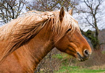 Head portrait of a Comtois stallion (Equus caballus) a heavy draught horse, in Auvergne, France.