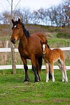 An Auvergne mare (Equus caballus) and her week-old colt foal standing in a field, in Auvergne, France.