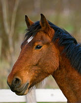 Head portrait of an Auvergne mare (Equus caballus) in Auvergne, France.