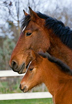 Head portrait of an Auvergne mare (Equus caballus) and her week-old colt, in Auvergne, France.