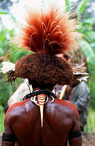 Rear view of tradional feather headdress and jewellery of Huli wigman, Tari Valley, Papua New Guinea, during filming of BBC series Planet Earth, August 2004.
