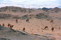 Herd of domesticated Bactrian camels (Camelus bactrianus) grazing, Gobi Desert, Mongolia, January 2003 during filming of BBC series Planet Earth.