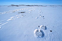 Tracks in snow of Bactrian camels (Camelus bactrianus), Gobi Desert, Mongolia, during filming of BBC series Planet Earth, January 2003.