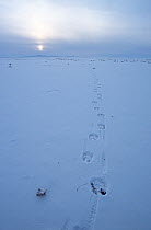 Tracks in snow of Bactrian camel (Camelus bactrianus), Gobi Desert, Mongolia, during filming of BBC series Planet Earth, January 2003.