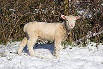 Baby lamb (Ovis aries) in the snow above Corfe Castle. Dorset, England, UK. March 2009