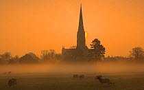 Sun rising through mist behind Salisbury Cathedral viewed across Harnham Water Meadows. Salisbury Wiltshire, England. March 2009