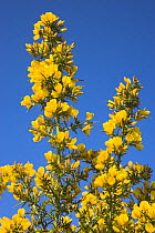 Flowering stems of Gorse (Ulex europaeus) New Forest, Hampshire, England