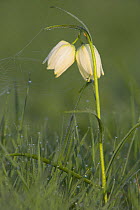 White Snakes Head Fritillary (Fritillaria meleagris) covered in dew, with spider web. Wiltshire. England, UK