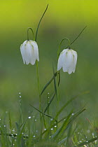 White Snakes Head Fritillary (Fritillaria meleagris) covered in dew. Wiltshire, England, UK