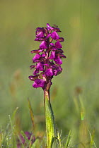 Green winged orchid (Anacamptis morio) covered in early morning dew, Wimborne, Dorset, England, UK, April